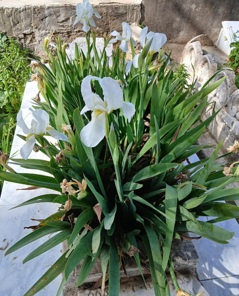 Tombe rénovées sidi yahia